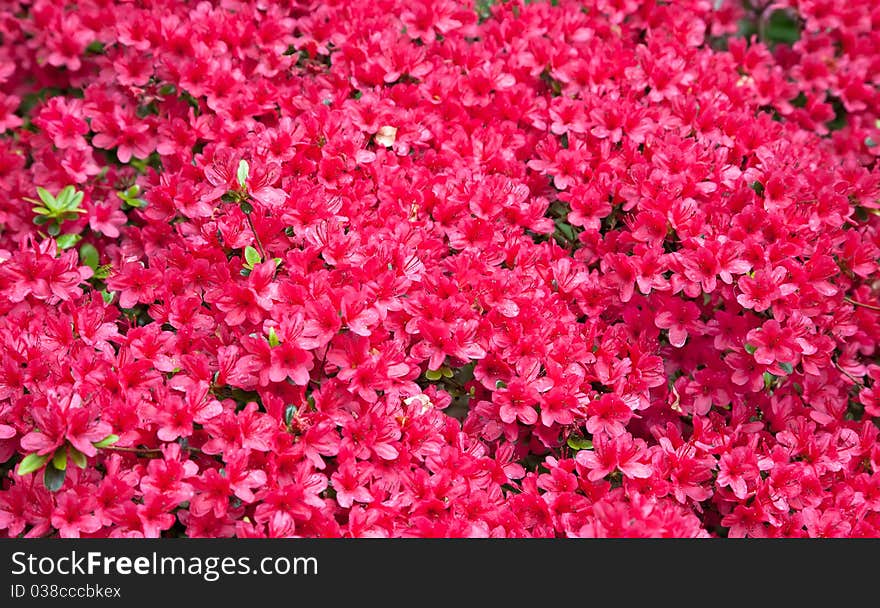 Background Of Red Azalea Flowers