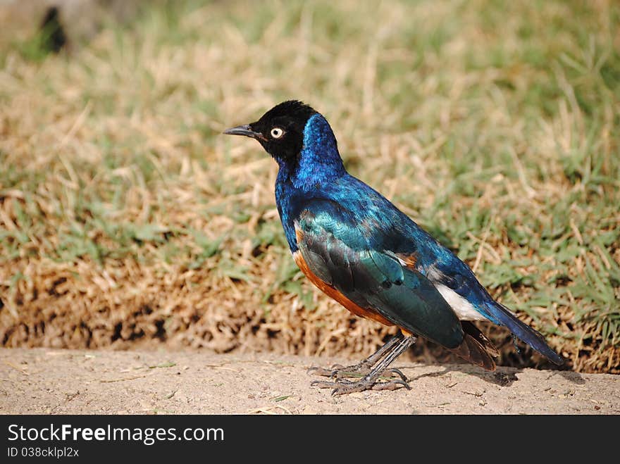 Superb Starling found in Ethiopia. Superb Starling found in Ethiopia