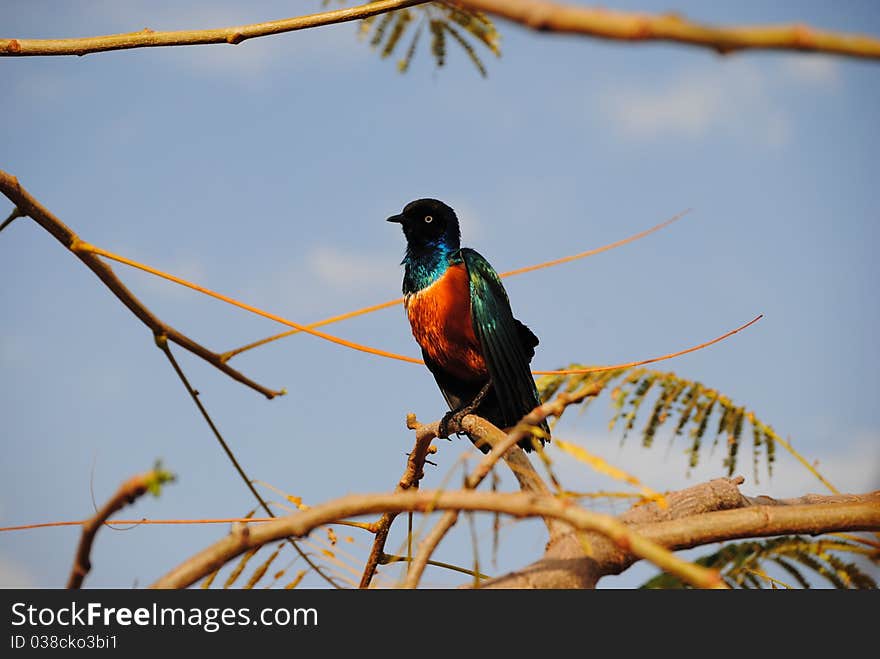 Bird found in east Africa, captured in Ethiopia. Bird found in east Africa, captured in Ethiopia