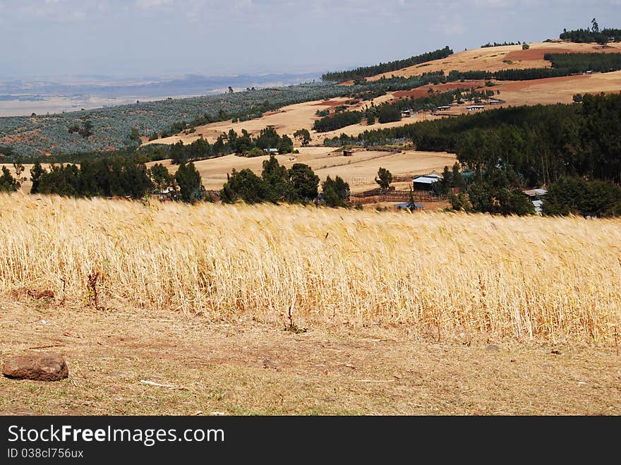 Landscape on Entoto in Addis Abeba Ethiopia. Landscape on Entoto in Addis Abeba Ethiopia