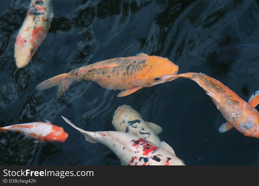 Some Koi fish in a pond