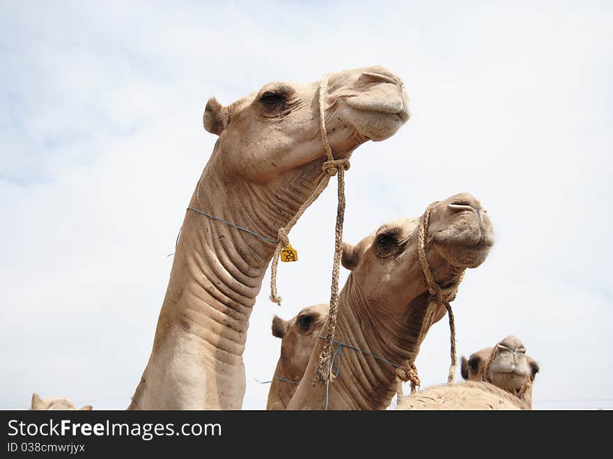 Closeup of camels on truck