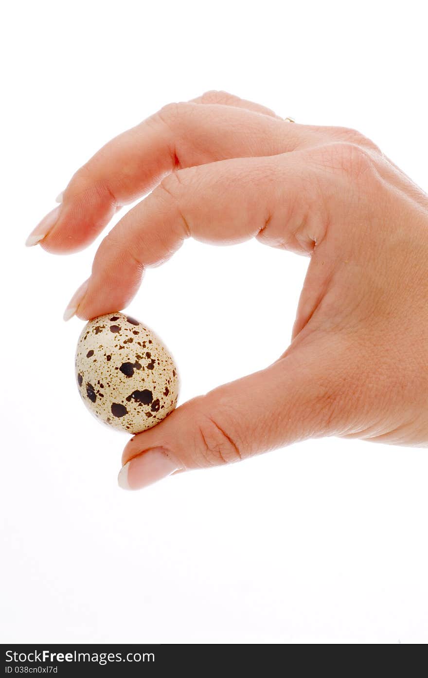 Quail egg