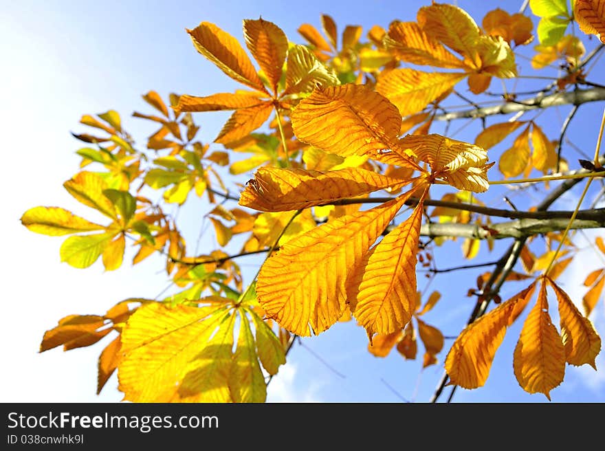 Autumn leaves and the blue sky. Autumn leaves and the blue sky.