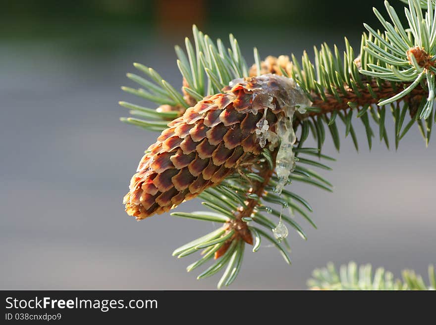 Fir cone with flowing galipot;deal apple;fir branch with cone;running galipot on a cone;