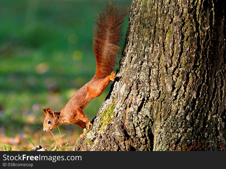 Squirrel on the tree in autumn.