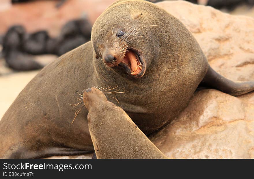 Angry seal in Namibie, teeth and growling at other seal.