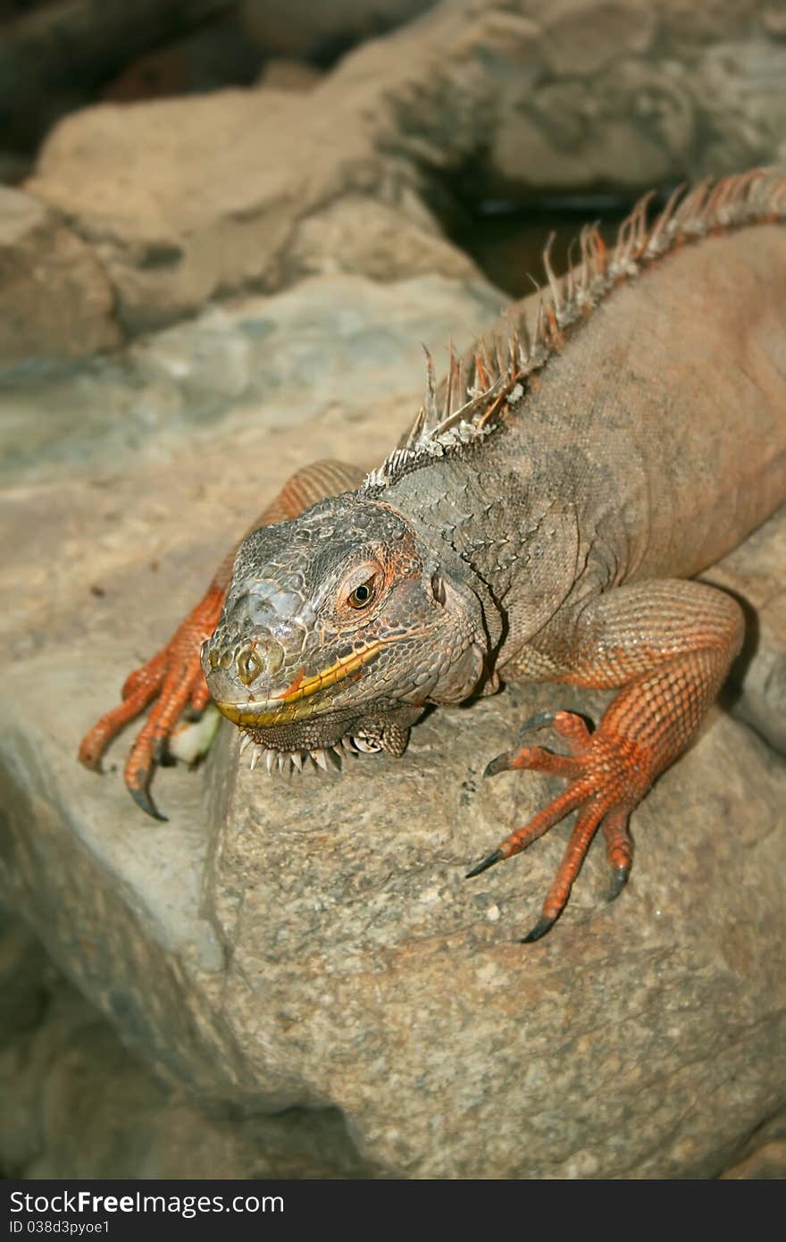 Iguana Sitting On A Rock