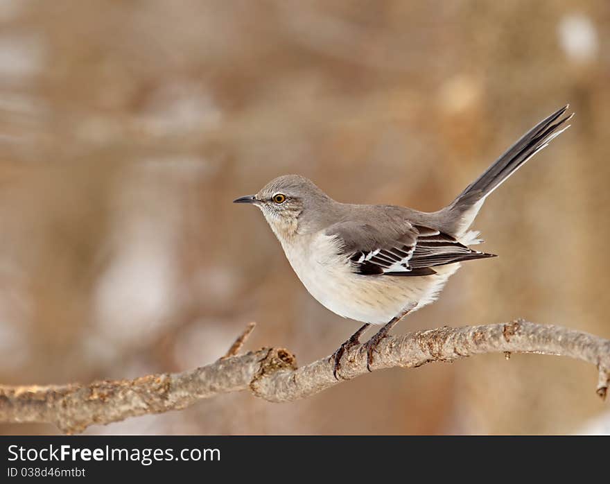 Northern Mockingbird, Mimus polyglottos