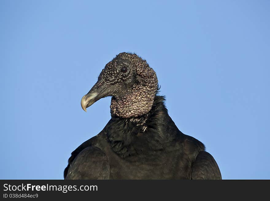 Black Vulture (Coragyps atratus)