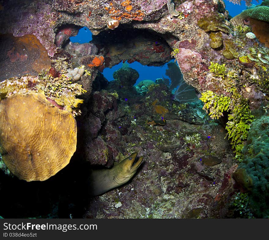 Underwater off the coast of Roatan Honduras - large Green Moray (Gymnothorax funebris). Underwater off the coast of Roatan Honduras - large Green Moray (Gymnothorax funebris)