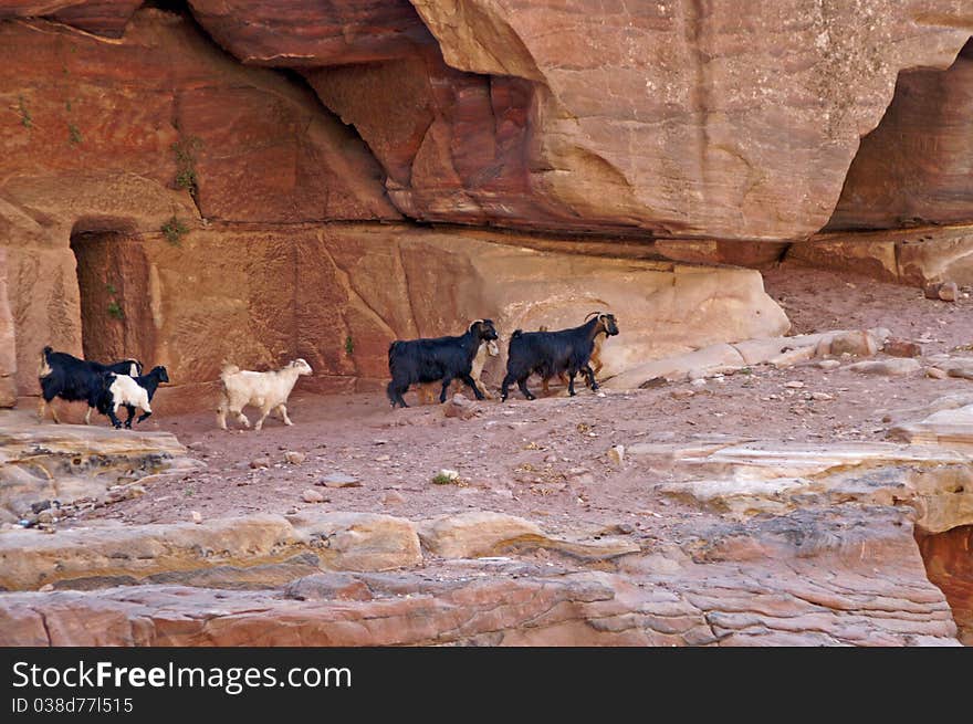 Petra is a historical and archaeological city in the Jordanian. Petra is a historical and archaeological city in the Jordanian