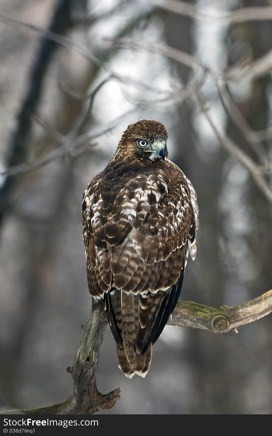 Red Tailed Hawk (Buteo Jamaicensis)