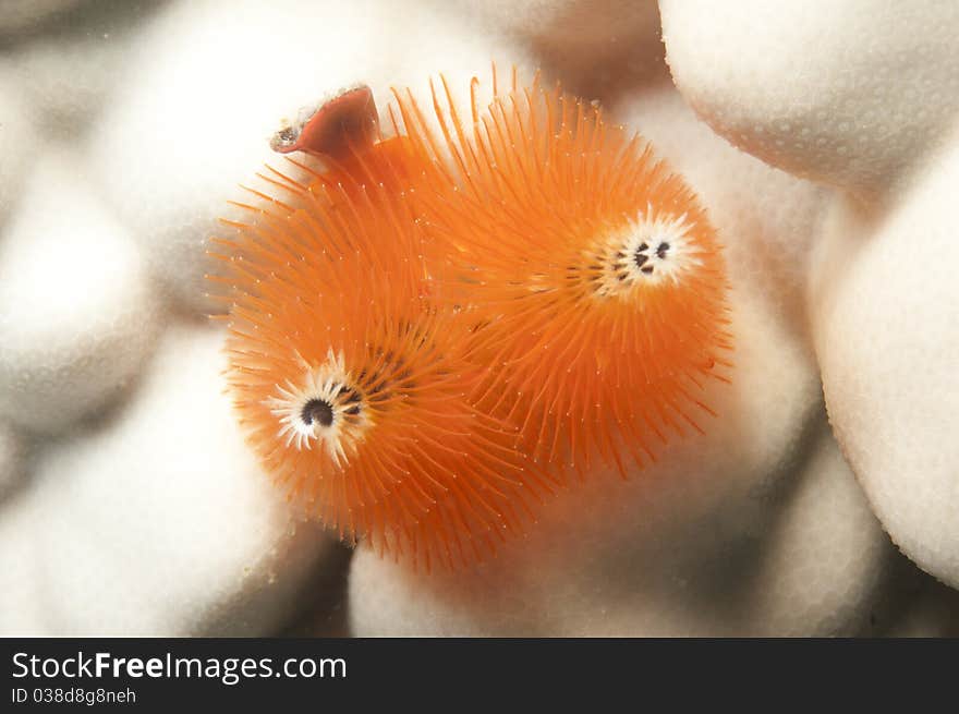 Christmas tree worm