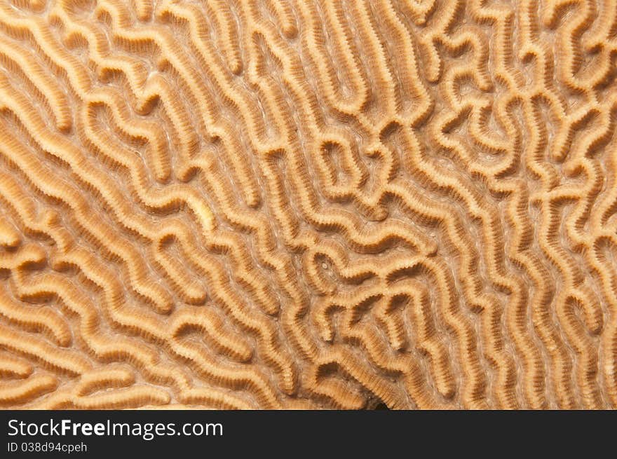 Macro shot of sea coral in ocean. Macro shot of sea coral in ocean