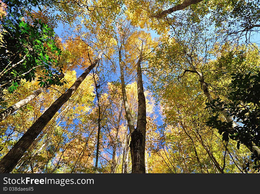 View of the sky in the forest