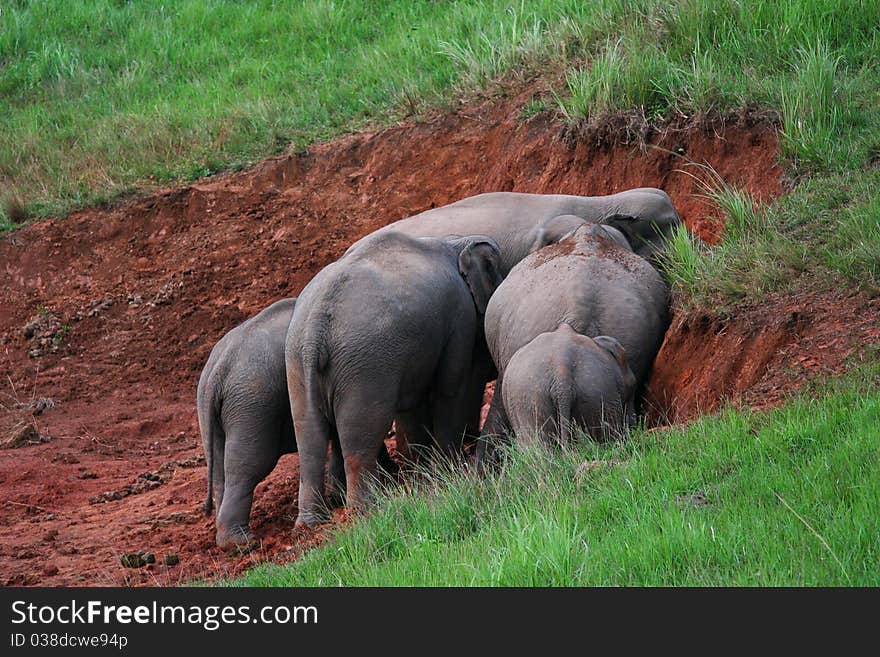 Asian elephant family eat salted soil