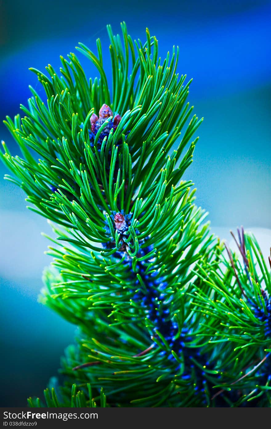 Leaf pine on mountain in Germany