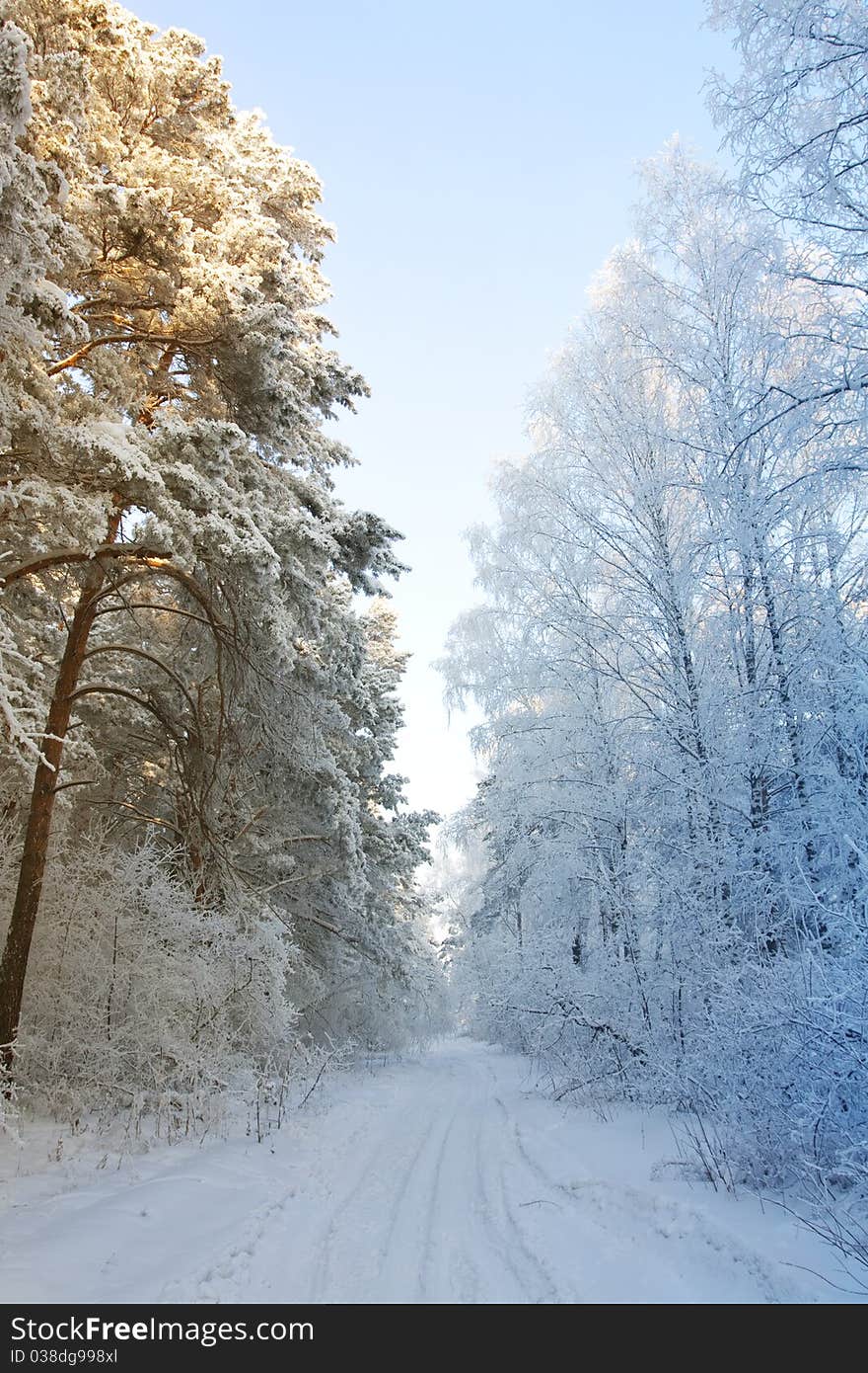 Winter snow forest - the beginning of spring