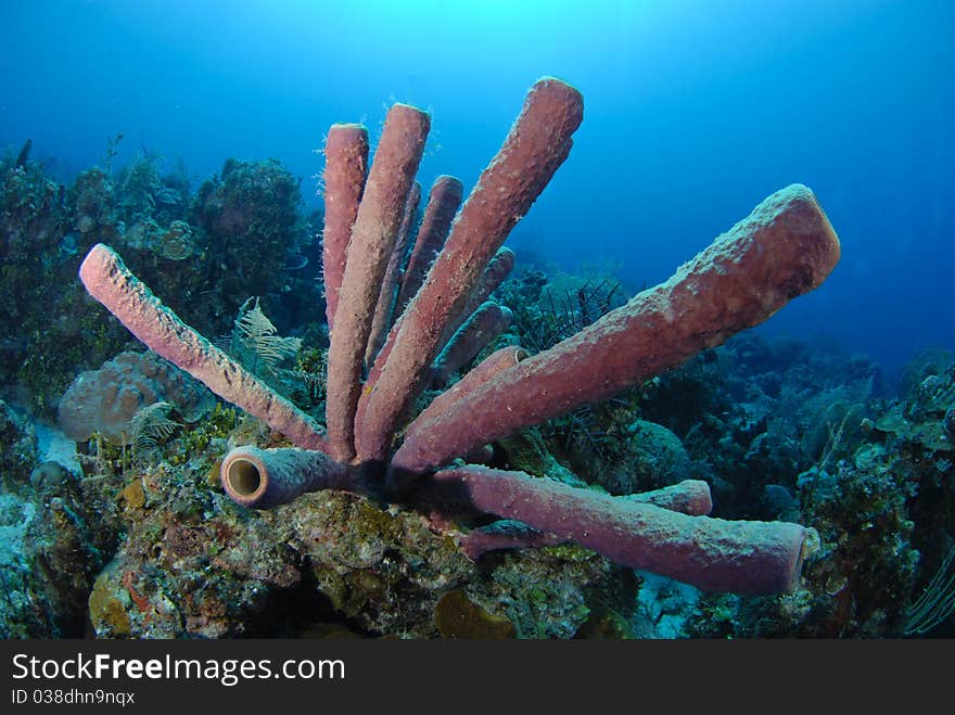 Purple sponge corals