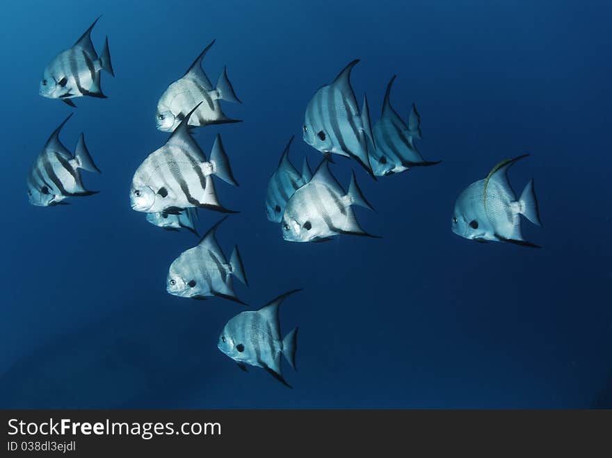 School of Atlantic spade fish