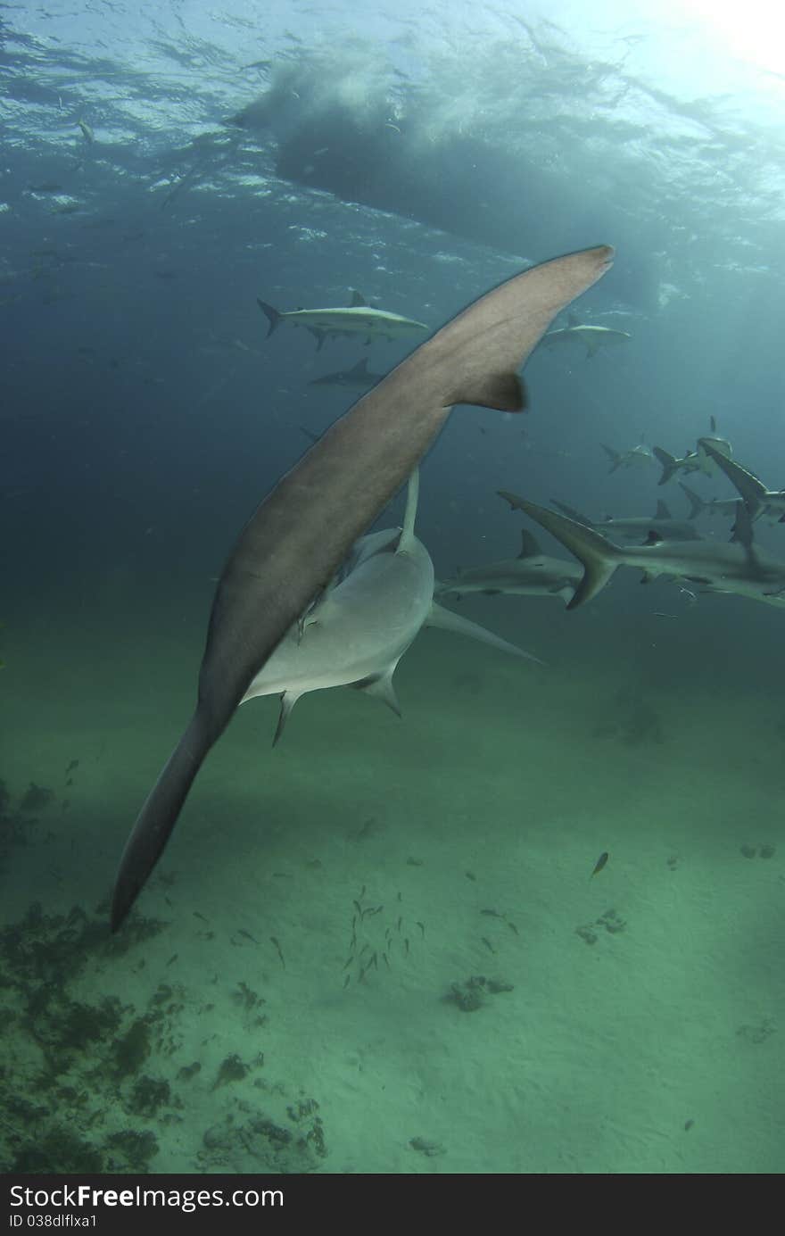 Sharks fin close up to the camera. Sharks fin close up to the camera