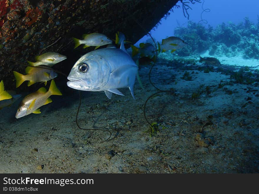 Big eyed travelli fish in ocean. Big eyed travelli fish in ocean