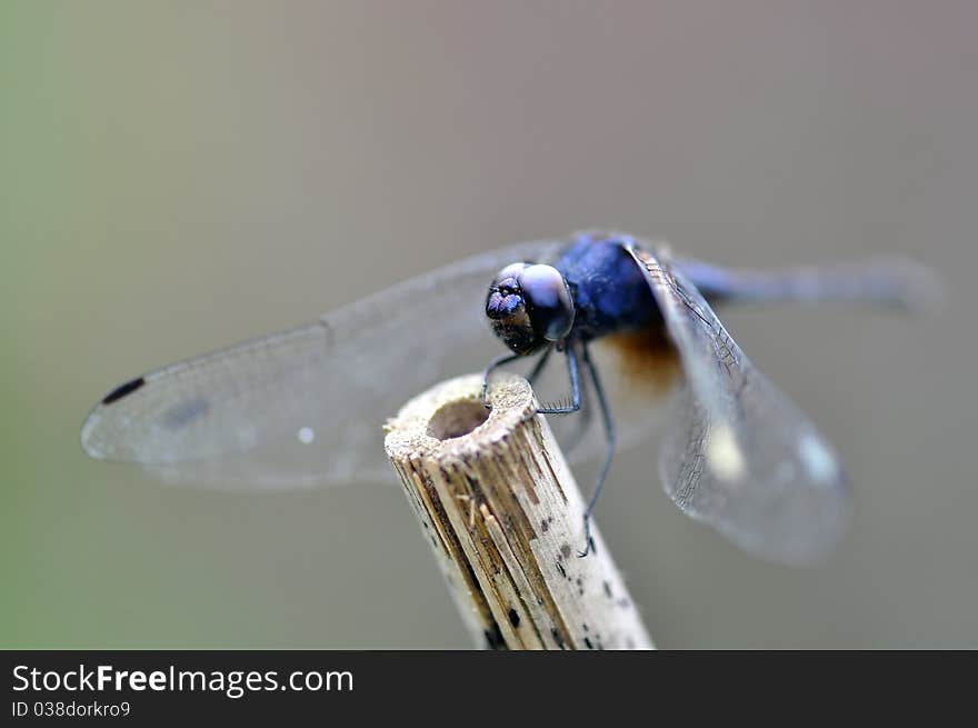 A blue dragon fly take a rest on a stick. A blue dragon fly take a rest on a stick