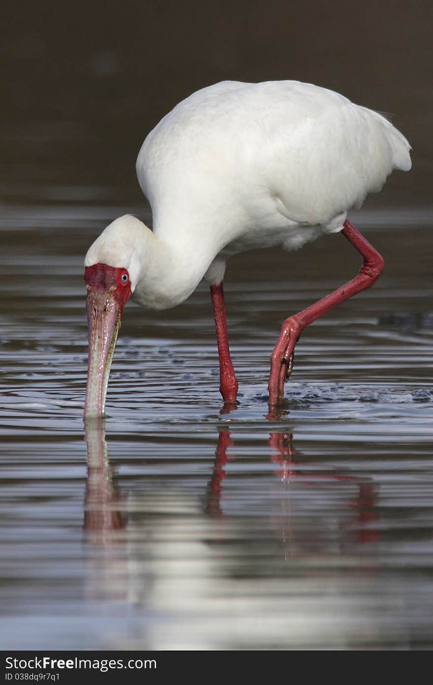 Spoonbill