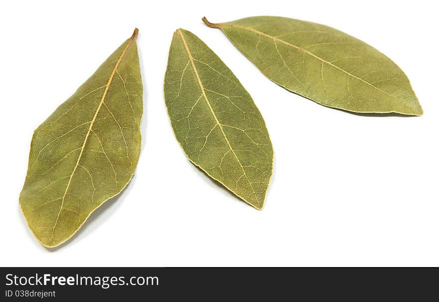 Bay Leaves isolated on a white background.