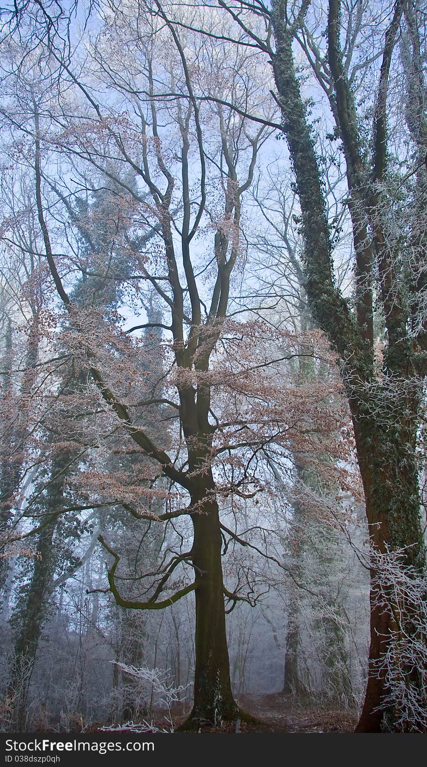 Winter Forest