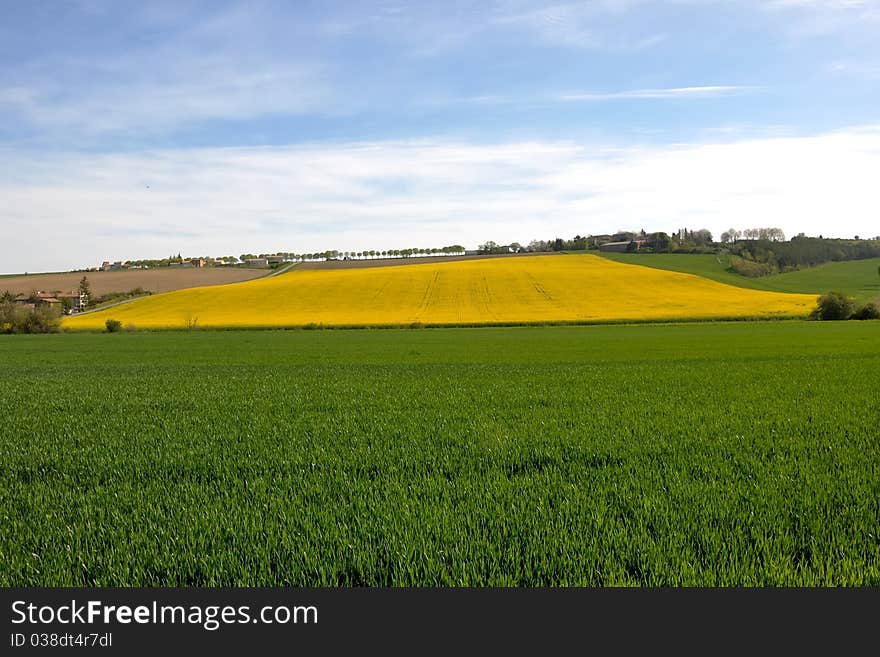 Contrast of colours between two cultivated fields