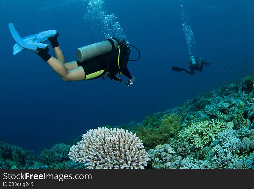 Scuba divers and coral in the blue ocean