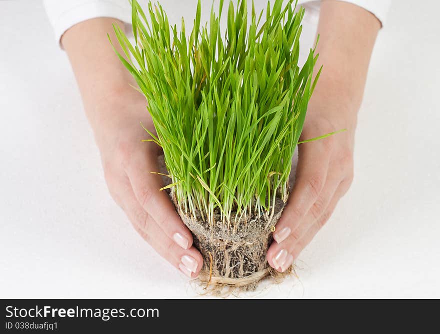 Woman hands supporting smal plant. Woman hands supporting smal plant.