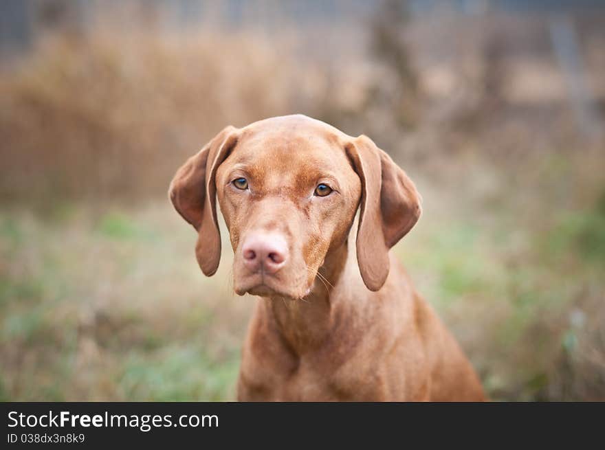 Hungarian Vizsla Dog Close-up