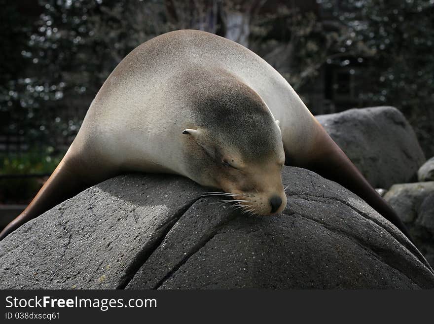 Sea lion resting on a rock