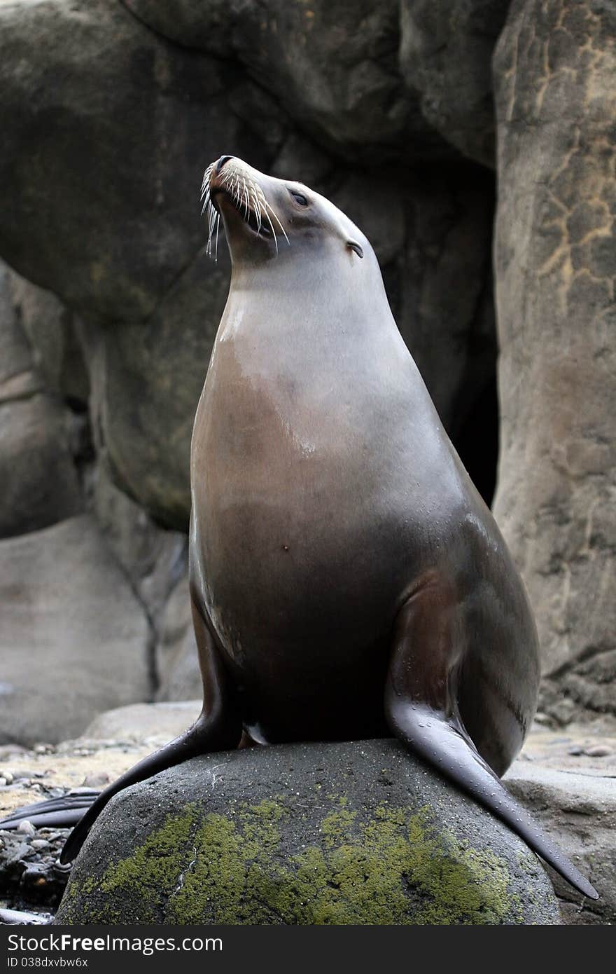 Proud sea lion on a rock