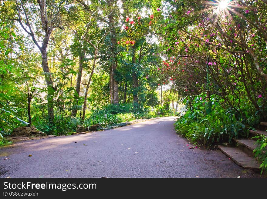 Walk way in the jungle with sunbeam. Walk way in the jungle with sunbeam