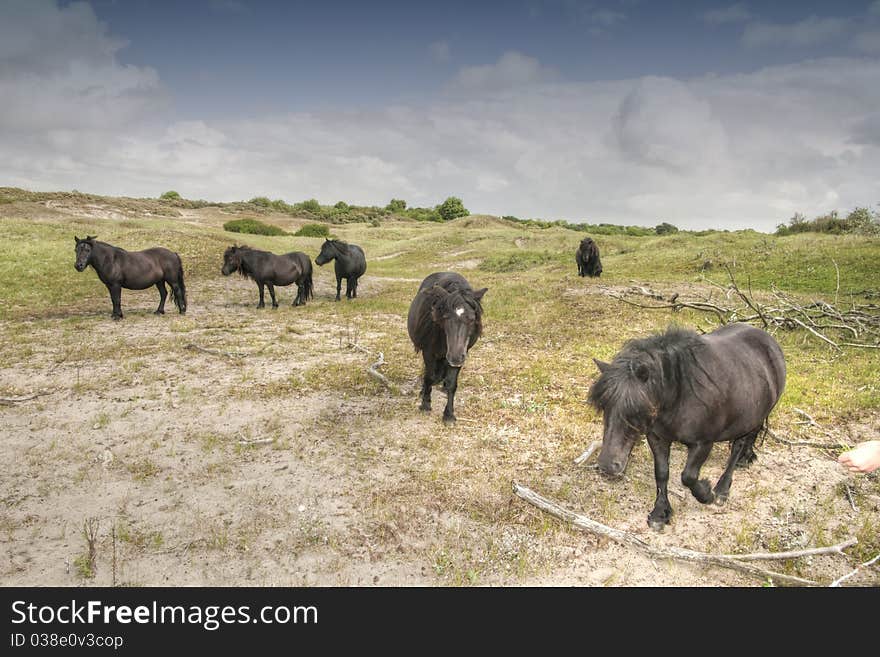 Horses at the sea