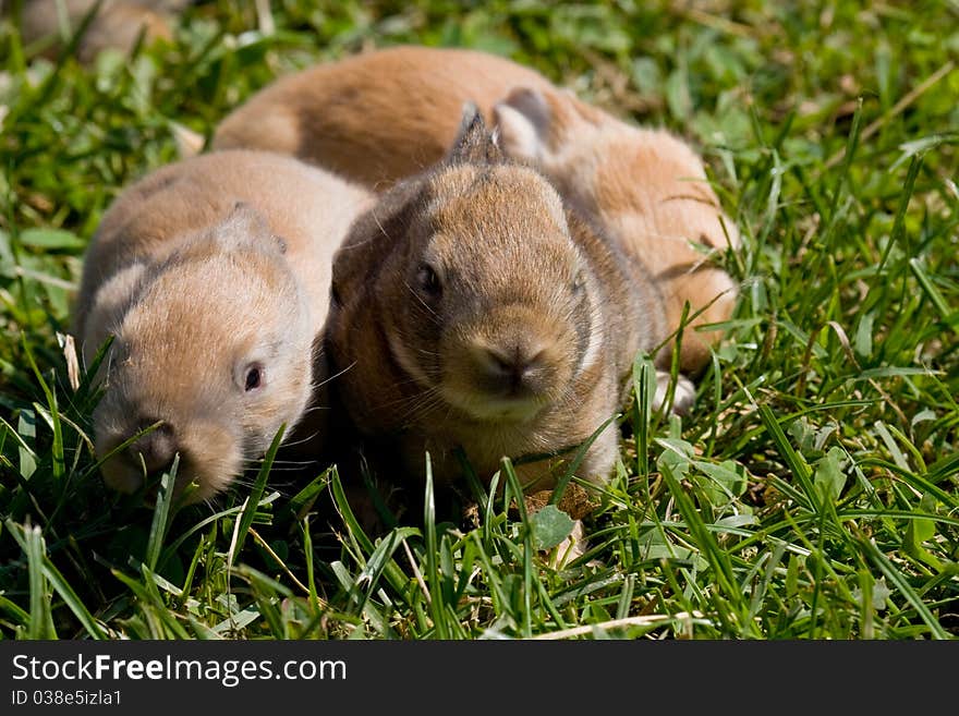 Little bunny that looks in video