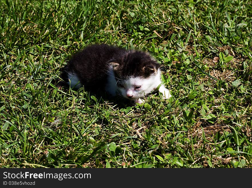 Small newborn kitten on the green grass