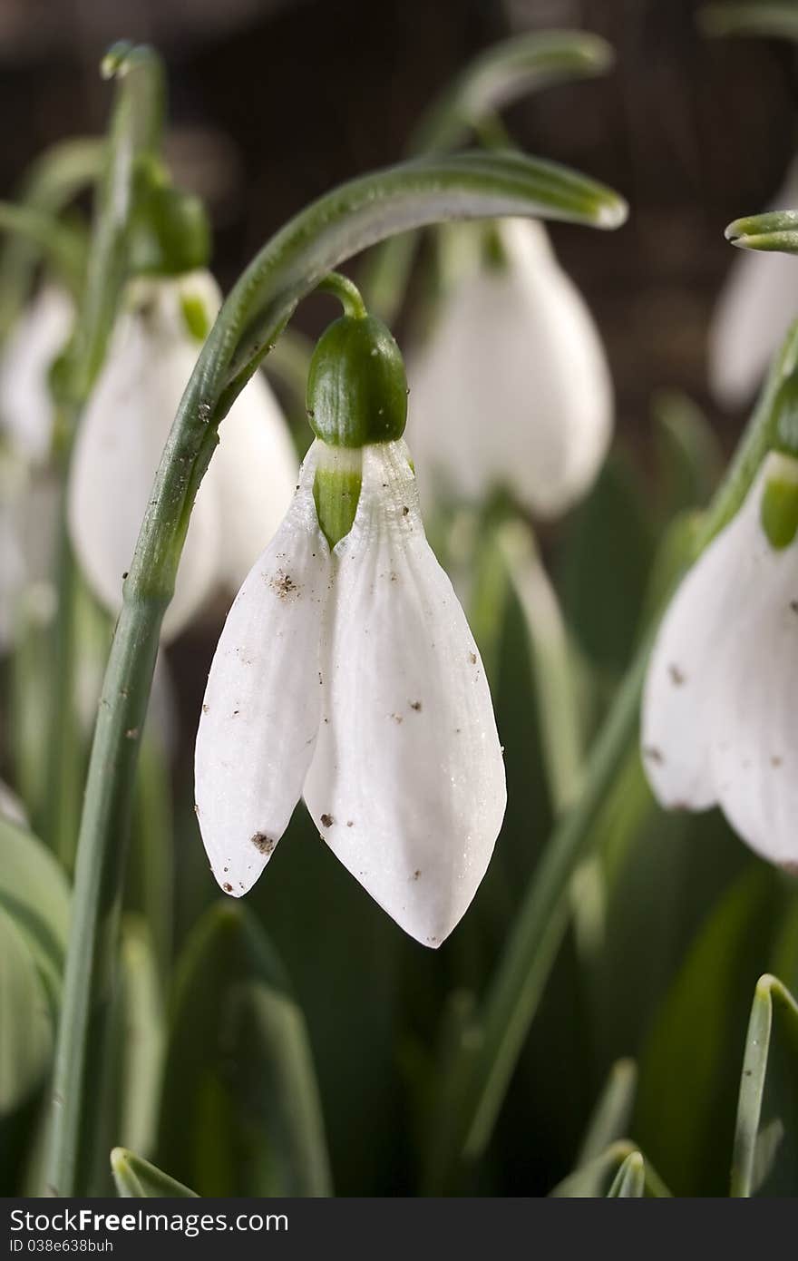 Snowdrop closeup