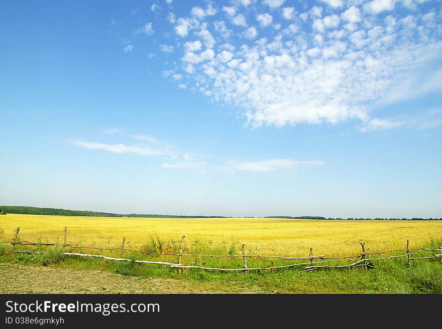 Wheat  Field