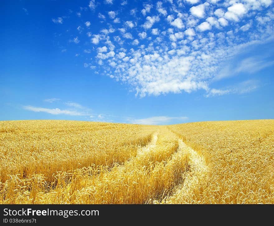 A field of golden wheat and blue sky