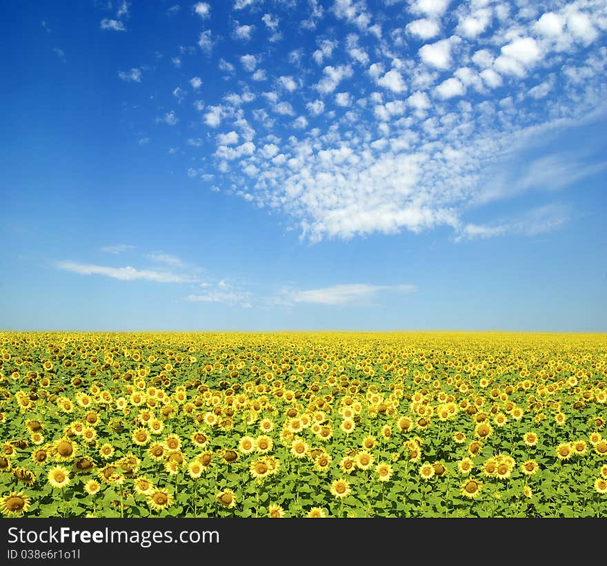 Sunflowers