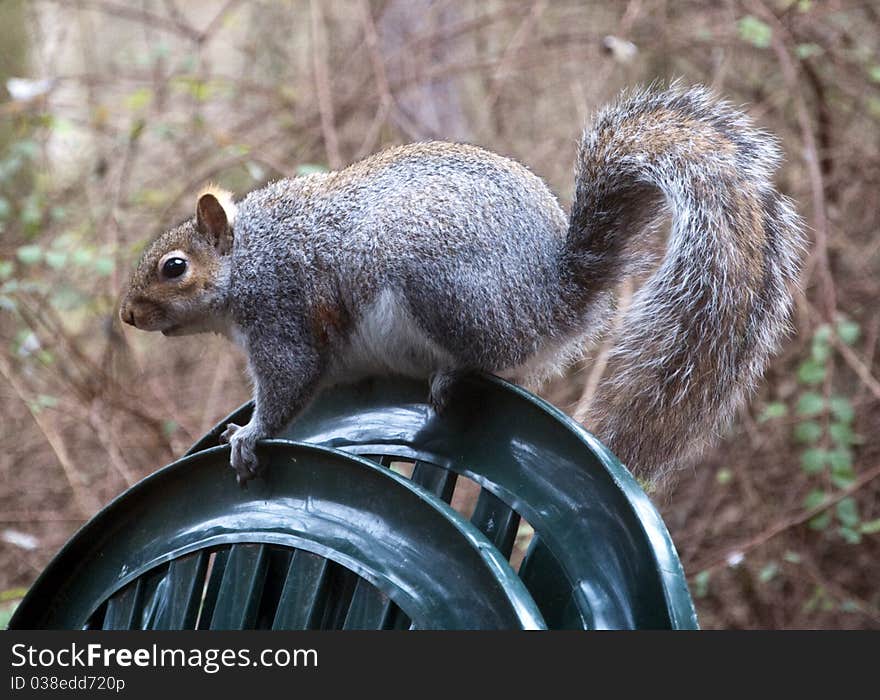 An english grey squirrel venturing into a back garden