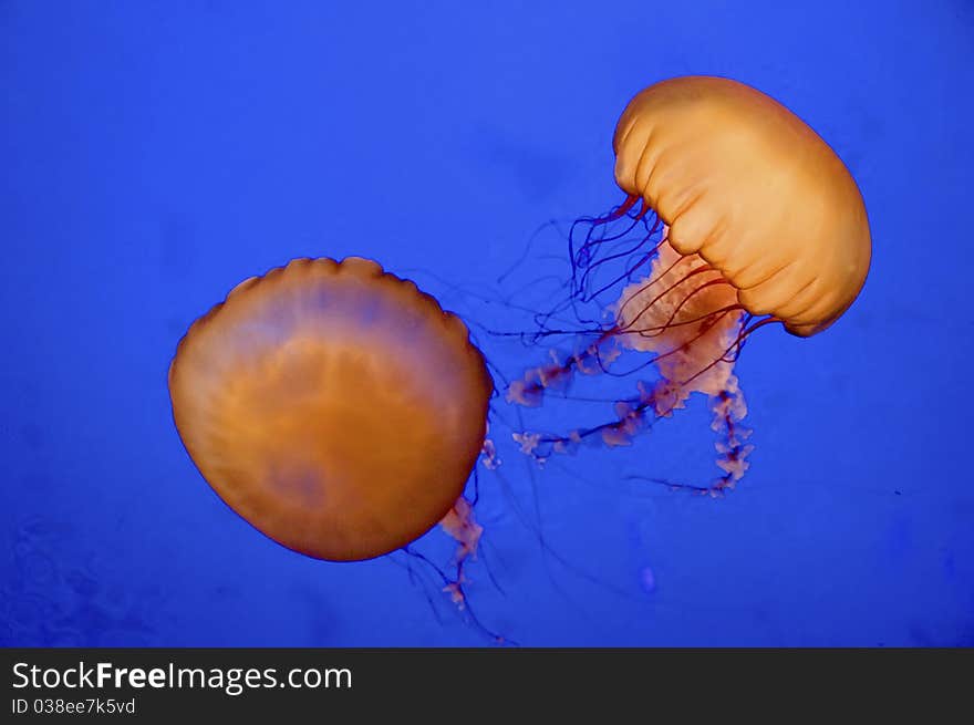 A stinging nettle in an aquarium, British Columbia. A stinging nettle in an aquarium, British Columbia