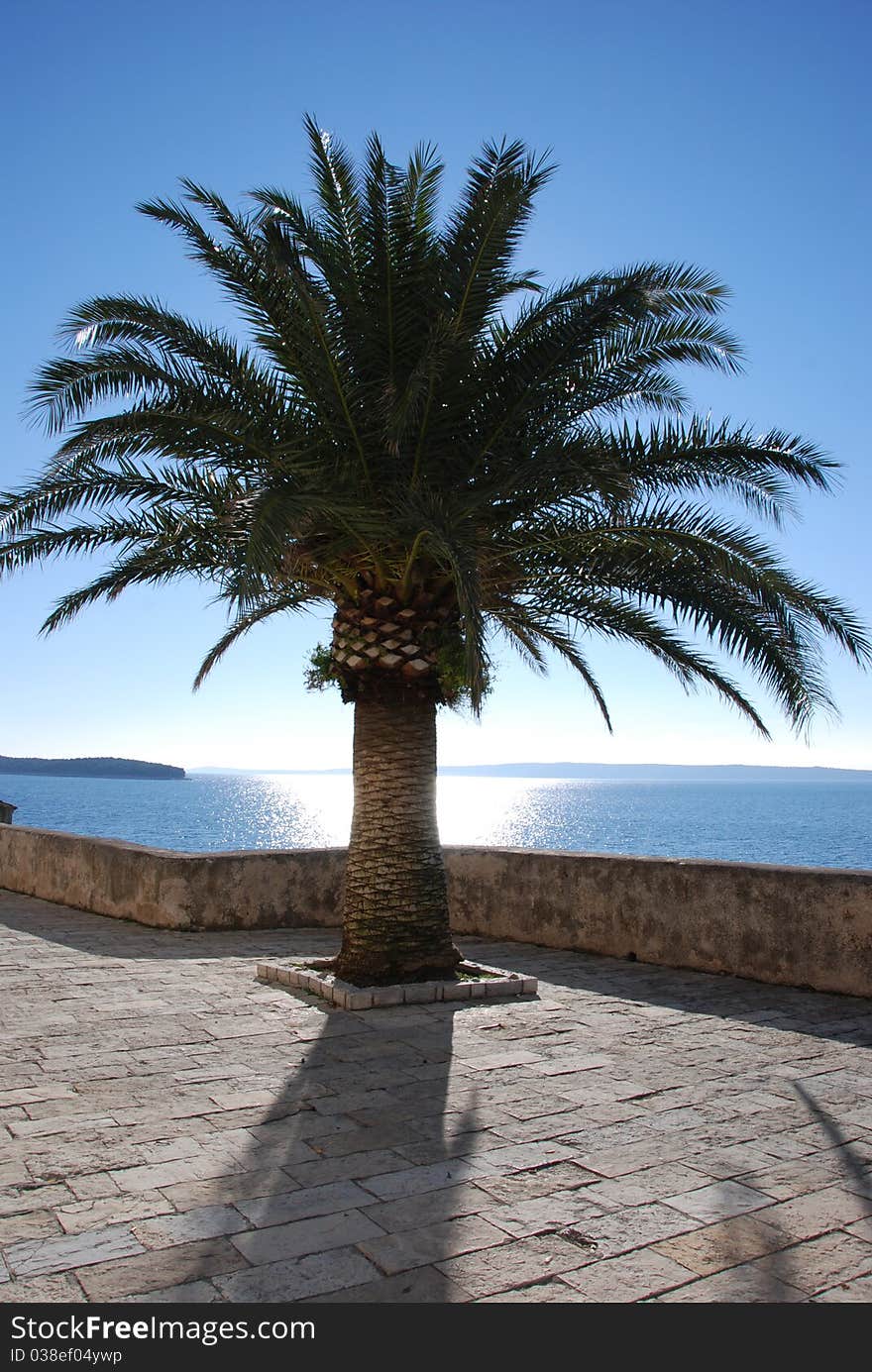 A palm hiding the sun in a winter day. A palm hiding the sun in a winter day