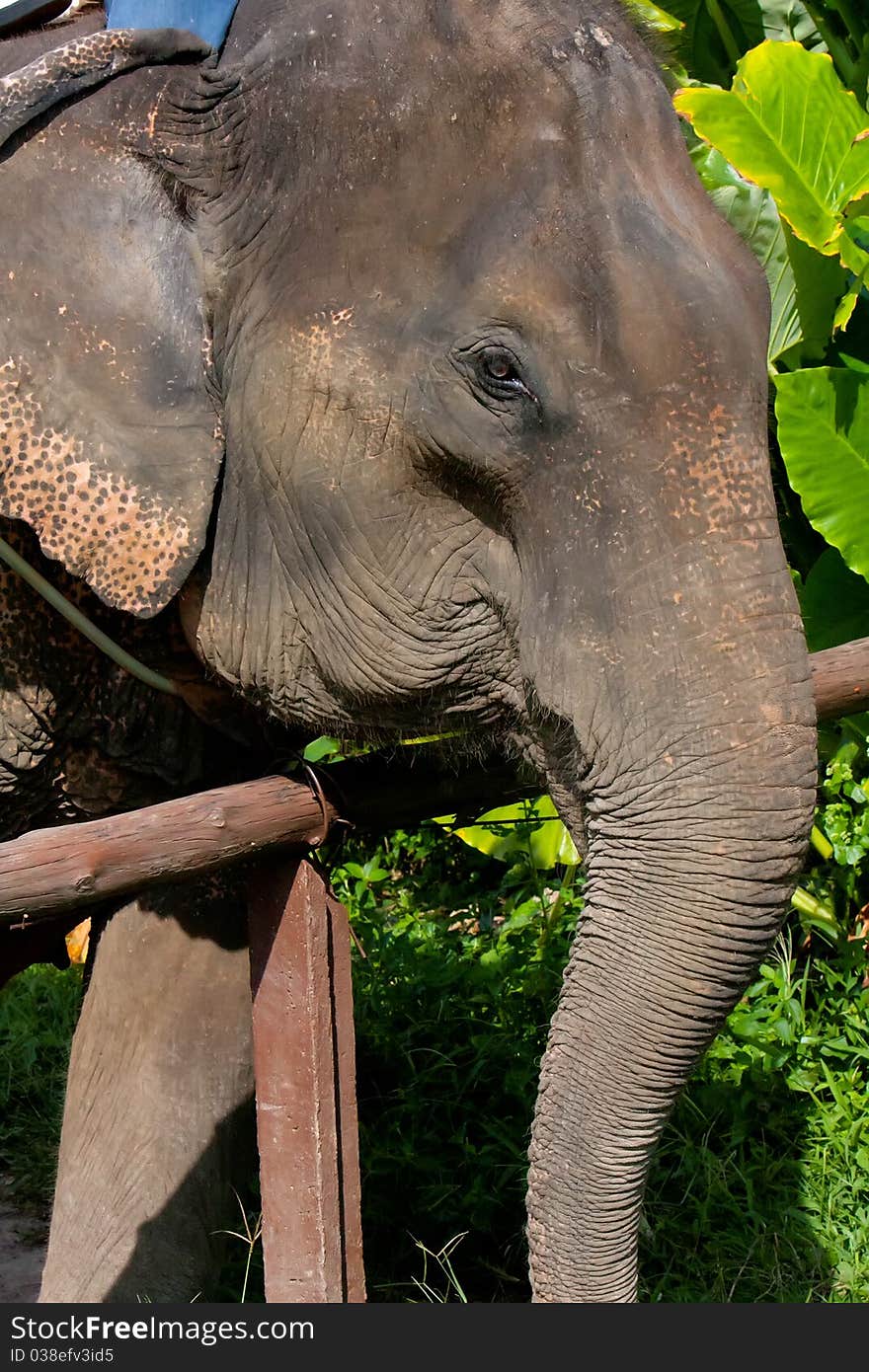 A close up profile of an elephant. A close up profile of an elephant