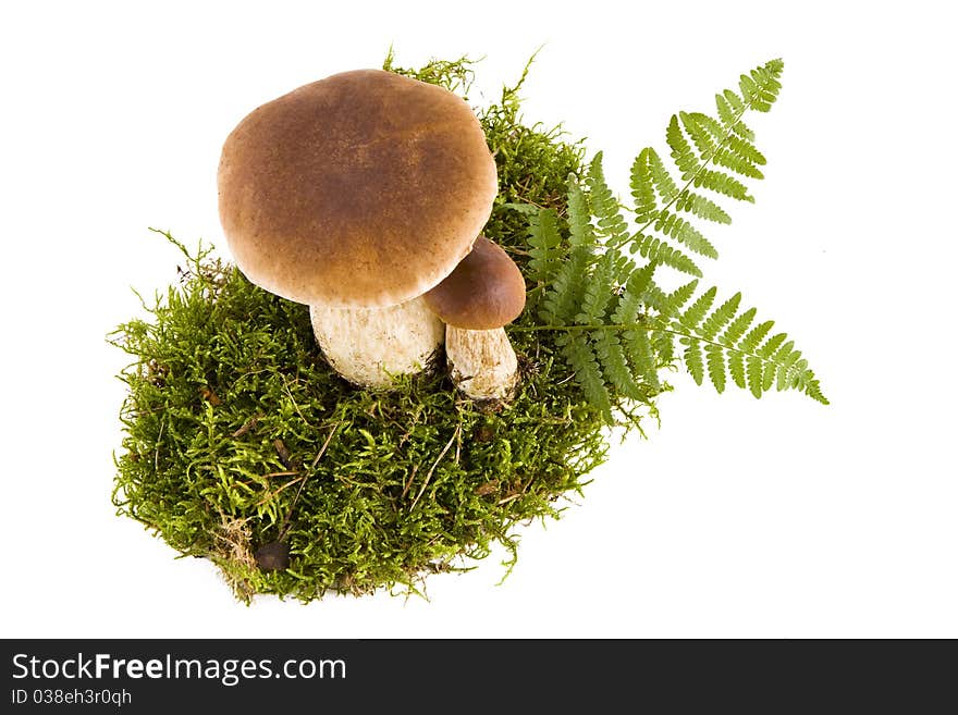 Two boletus mushrooms